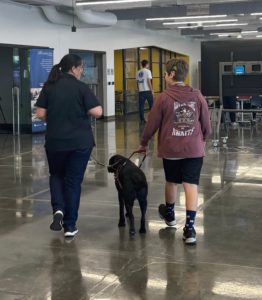 Student walking with a guide dog